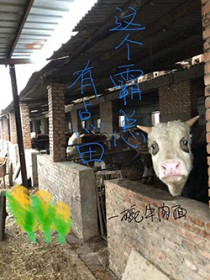 师妹她一心飞升